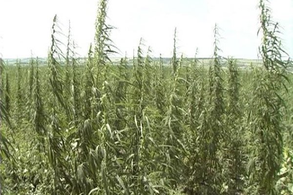 Где найти рабочую ссылку кракен
